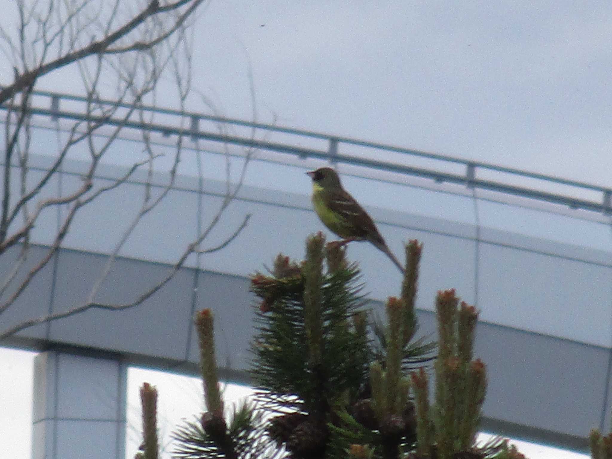 Photo of Masked Bunting at 豊平川 by ゴト