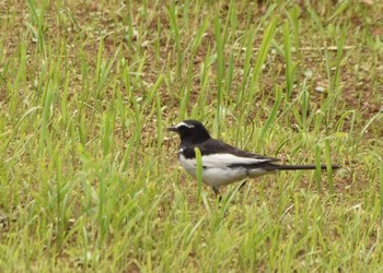 Japanese Wagtail Mizumoto Park Sun, 5/30/2021