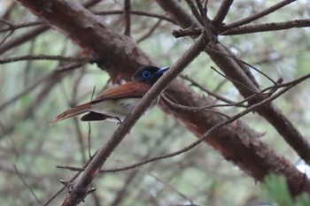 サンコウチョウ 石神井公園 2021年5月30日(日)