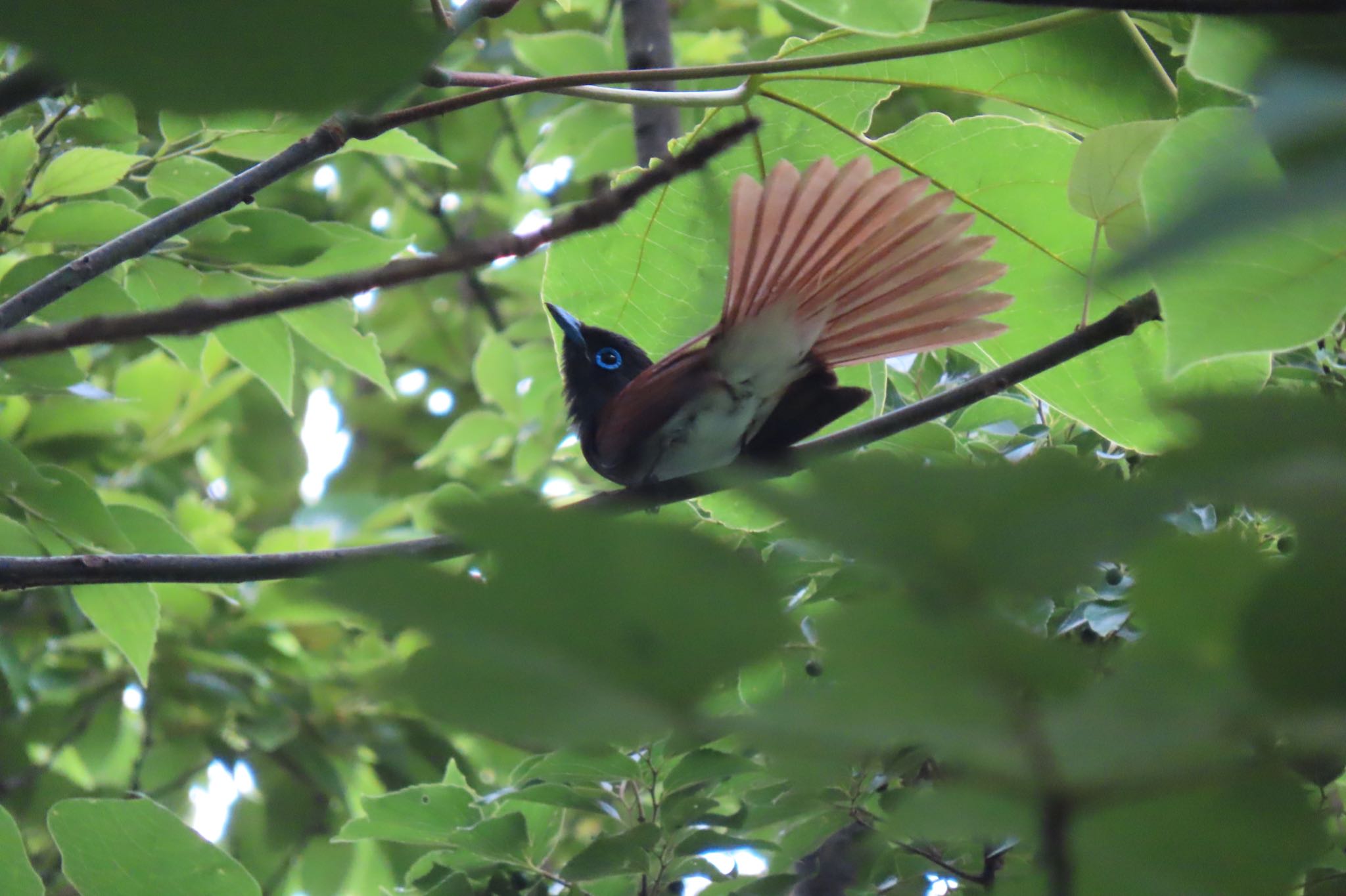 石神井公園 サンコウチョウの写真 by 中学生探鳥家