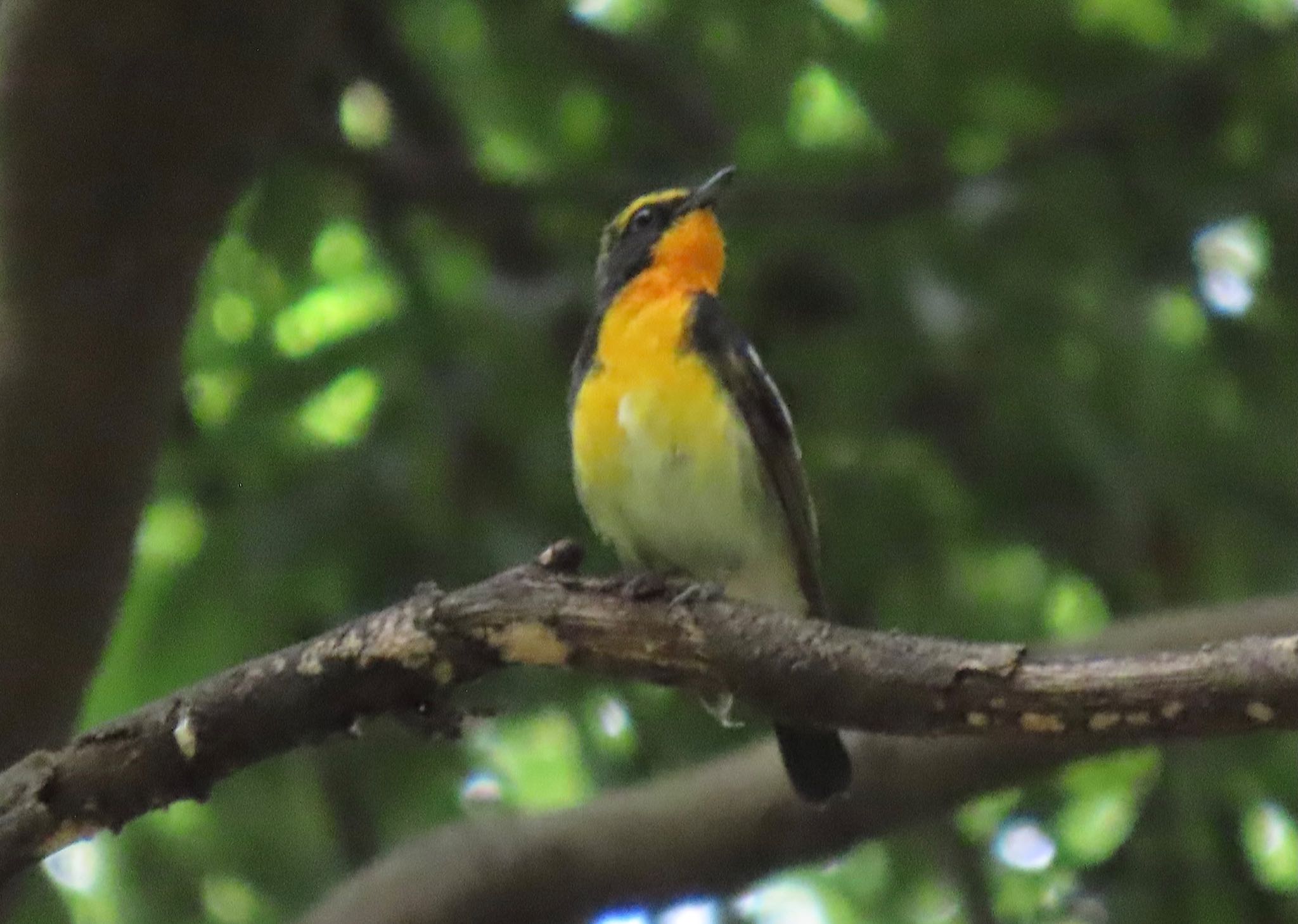 石神井公園 キビタキの写真 by 中学生探鳥家