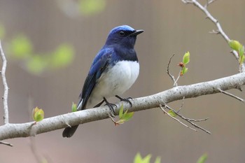 Blue-and-white Flycatcher Karuizawa wild bird forest Fri, 5/7/2021