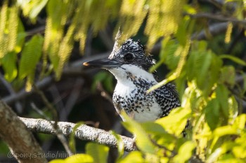 Crested Kingfisher 平成榛原子供のもり公園 Thu, 4/15/2021