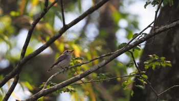 Asian Brown Flycatcher 東京都　八王子市 Sun, 5/30/2021