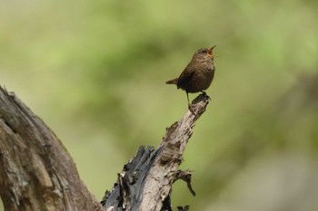 Eurasian Wren 蓼科大河原峠付近 Sun, 5/30/2021