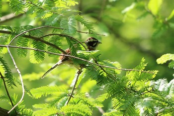 Meadow Bunting 平谷川 Sun, 5/30/2021