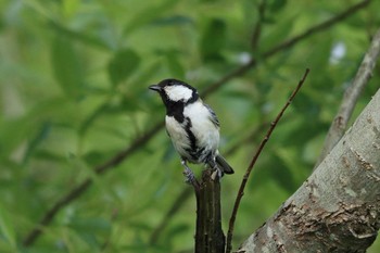 Japanese Tit 平谷川 Sun, 5/30/2021