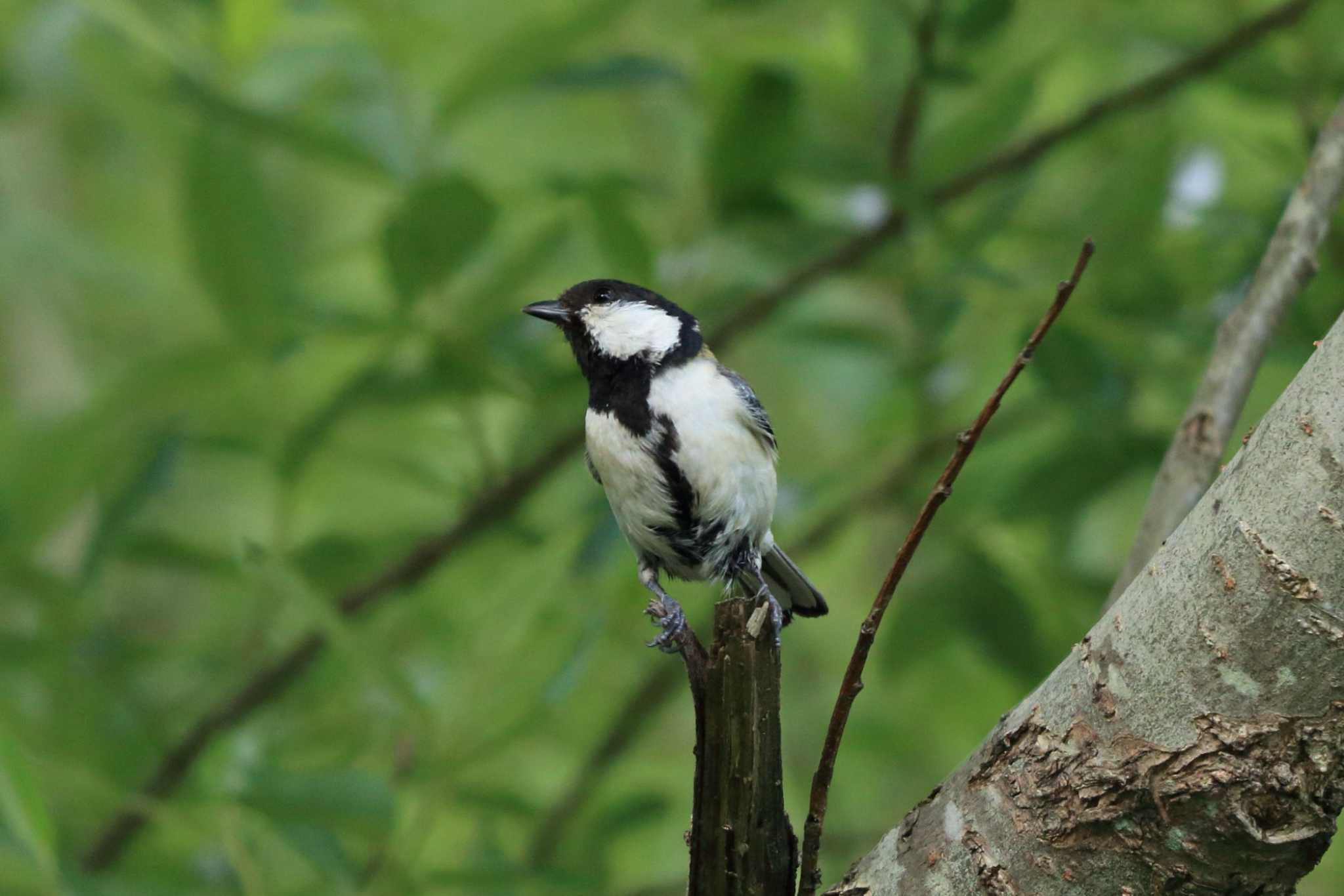 Japanese Tit