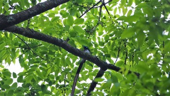 Black Paradise Flycatcher 栃木県　矢板市 Sat, 5/29/2021