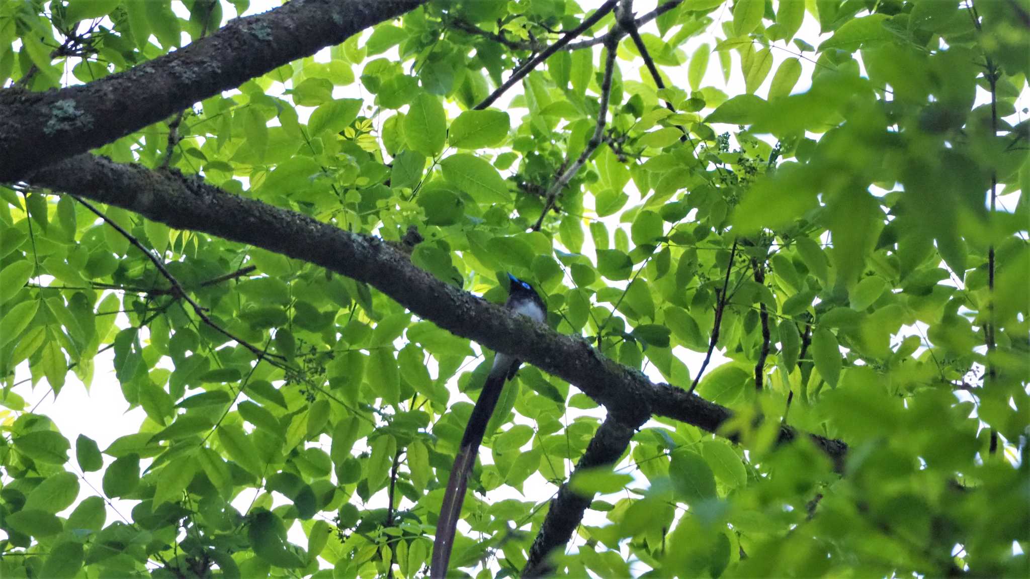 Photo of Black Paradise Flycatcher at 栃木県　矢板市 by kame