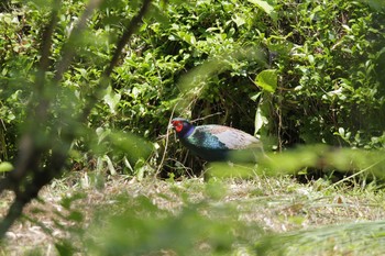 2021年5月30日(日) 相模原市の野鳥観察記録