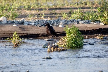 カルガモ 酒匂川 2021年5月29日(土)