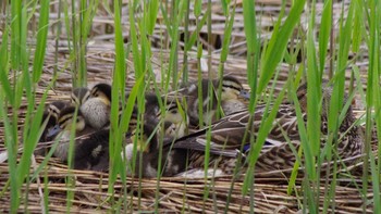 マガモ 五天山公園(札幌市西区) 2021年5月30日(日)