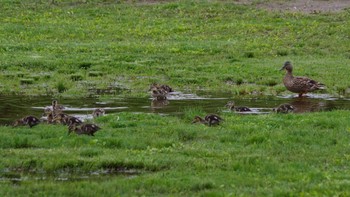 マガモ 五天山公園(札幌市西区) 2021年5月30日(日)