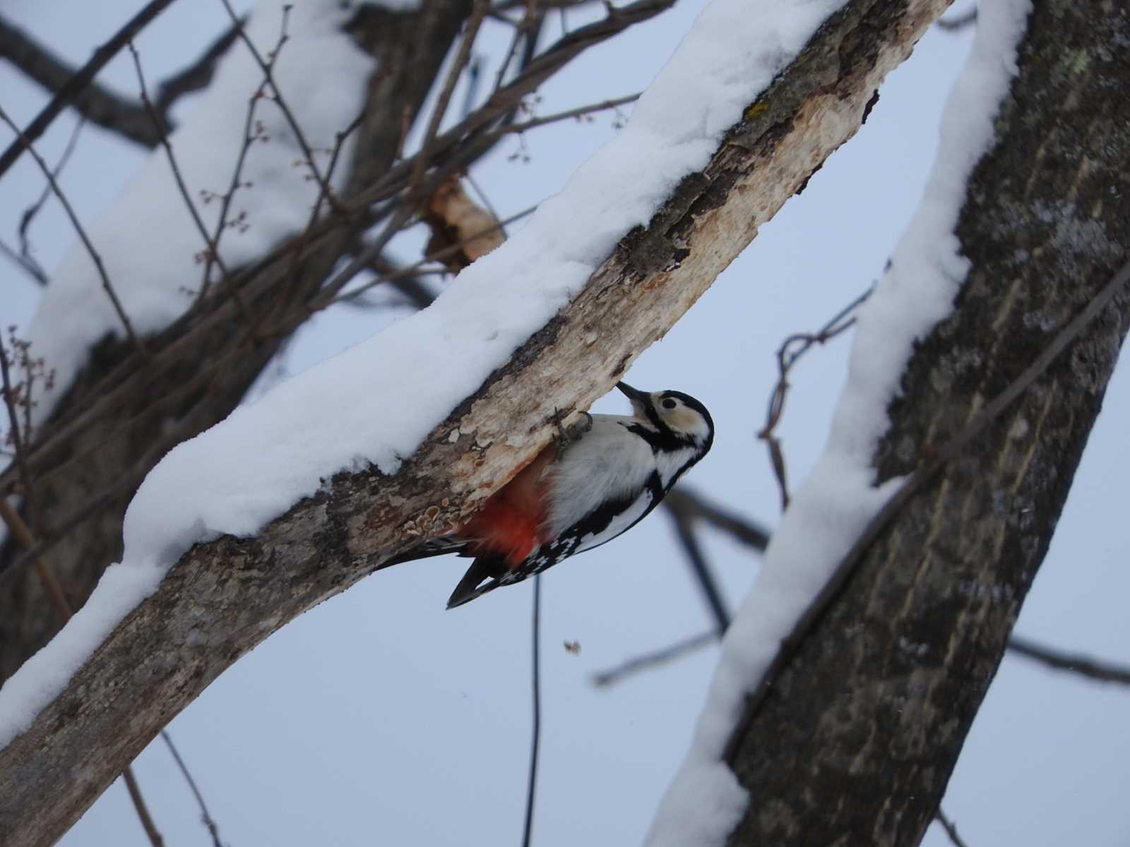 Great Spotted Woodpecker(japonicus)