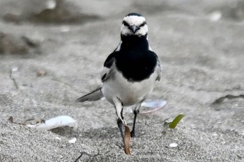 ハクセキレイ ふなばし三番瀬海浜公園 2021年5月30日(日)