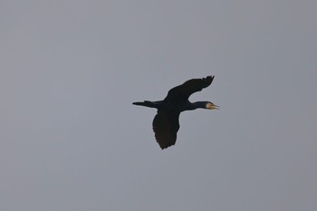 カワウ ふなばし三番瀬海浜公園 2021年5月30日(日)