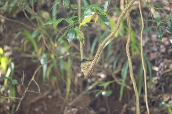 サンコウチョウ 場所が不明 2021年5月30日(日)