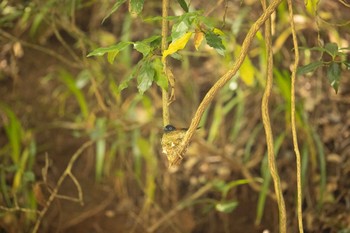 サンコウチョウ 場所が不明 2021年5月30日(日)