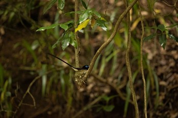 サンコウチョウ 場所が不明 2021年5月30日(日)