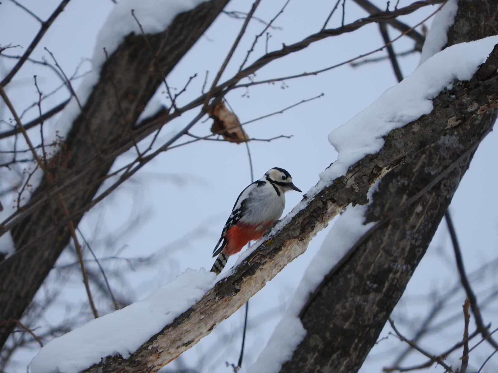 Great Spotted Woodpecker(japonicus)