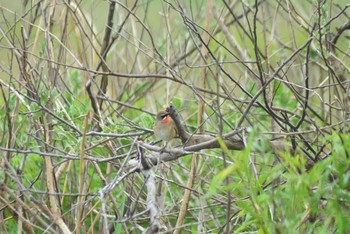 Sun, 5/30/2021 Birding report at はまなすの丘公園(石狩市)