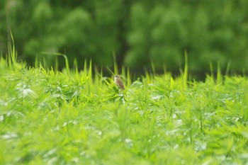 コヨシキリ 茨戸川緑地 2021年5月30日(日)