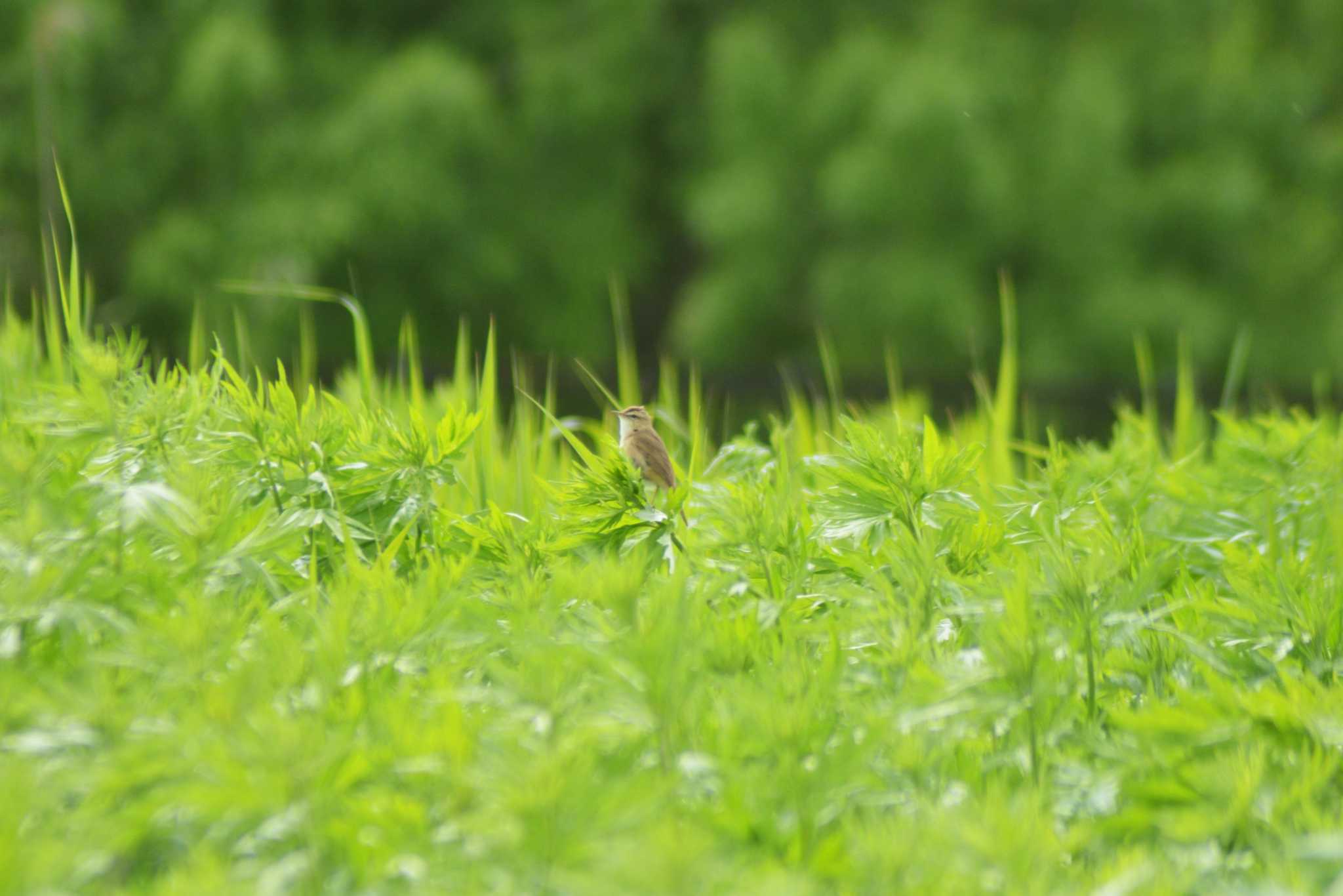 茨戸川緑地 コヨシキリの写真 by た～