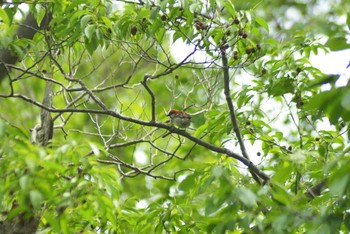 2021年5月30日(日) マクンベツ湿原の野鳥観察記録