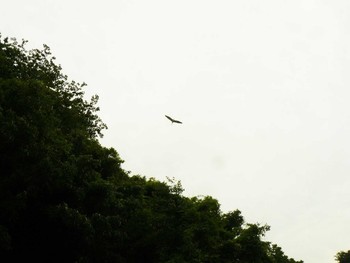 Little Egret 夫婦池公園 Sat, 5/22/2021