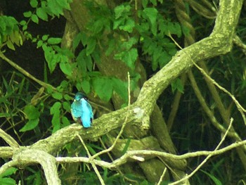 Common Kingfisher 夫婦池公園 Sat, 5/22/2021