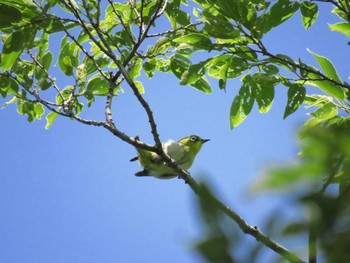 Warbling White-eye Osaka castle park Sun, 5/30/2021