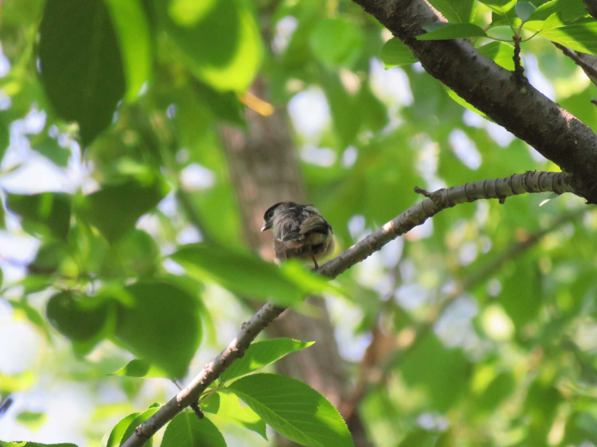 Photo of Long-tailed Tit at Osaka castle park by いまがわ