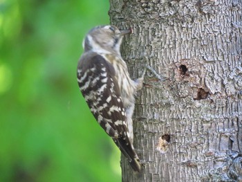 Japanese Pygmy Woodpecker Osaka castle park Sun, 5/30/2021