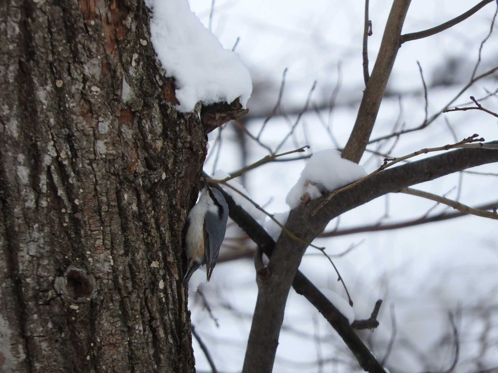 Eurasian Nuthatch