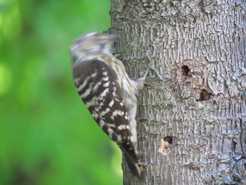 Japanese Pygmy Woodpecker Osaka castle park Sun, 5/30/2021