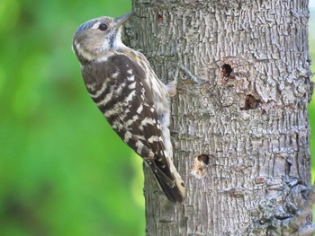 Japanese Pygmy Woodpecker Osaka castle park Sun, 5/30/2021