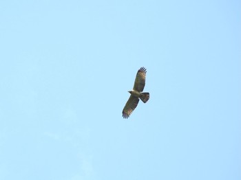 Crested Honey Buzzard 新潟県 Sat, 5/29/2021