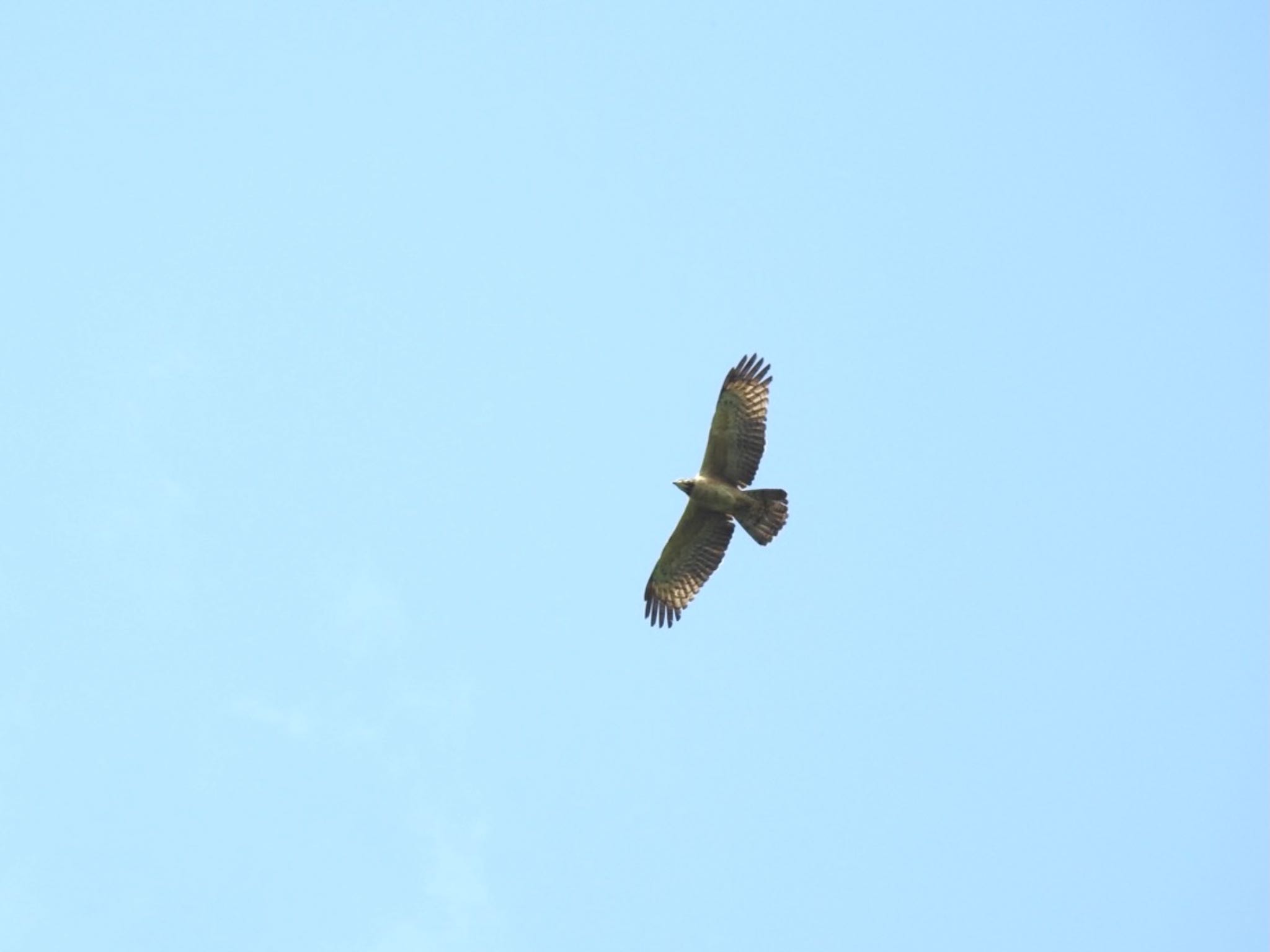 Photo of Crested Honey Buzzard at 新潟県 by da