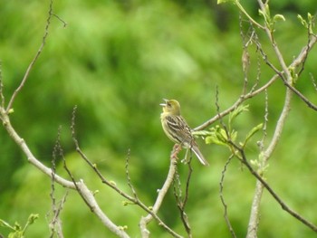 Yellow Bunting 新潟県 Sat, 5/29/2021