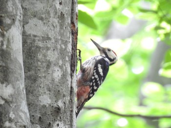 White-backed Woodpecker 新潟県 Sat, 5/29/2021