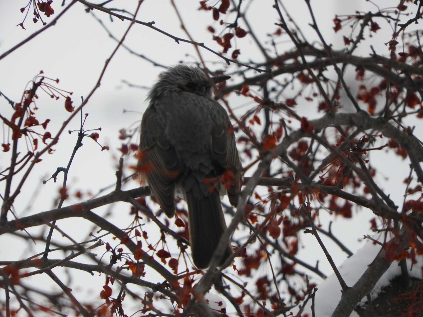 Brown-eared Bulbul