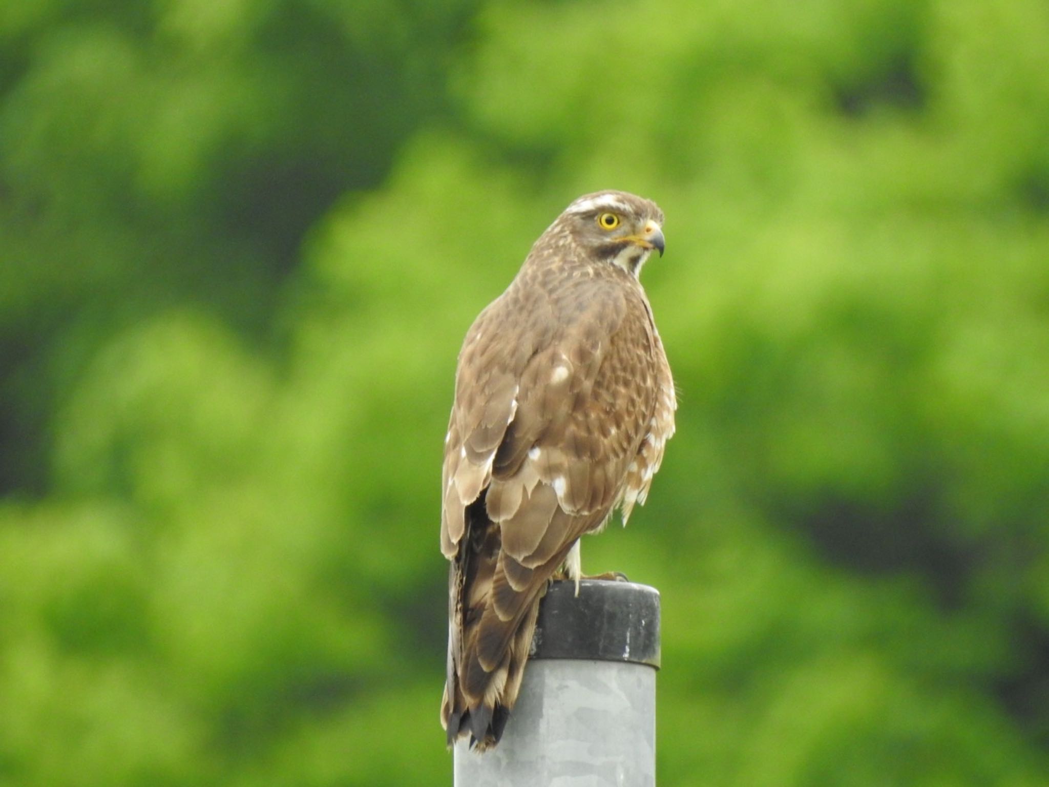 Photo of Grey-faced Buzzard at 新潟県 by da