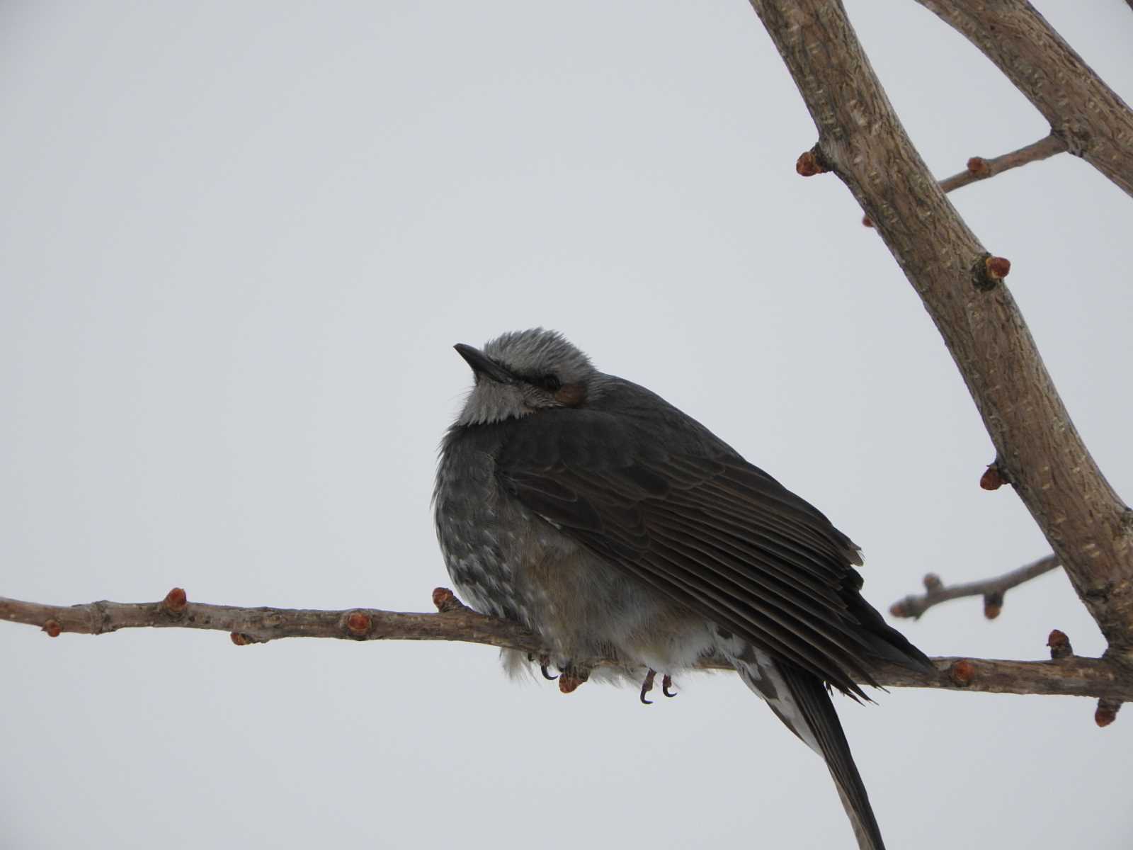 Brown-eared Bulbul