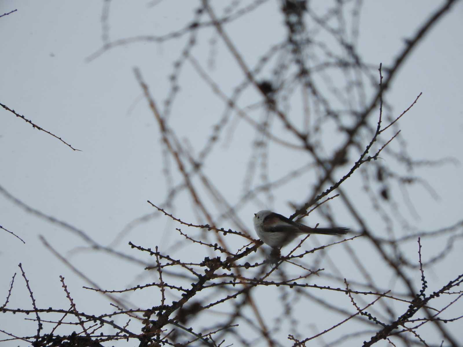 Long-tailed tit(japonicus)