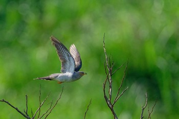 Common Cuckoo 山口県秋吉台 Sat, 5/29/2021