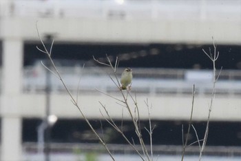 セッカ 多摩川 2021年5月30日(日)