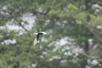 ハジロクロハラアジサシ 埼玉県 2021年5月29日(土)