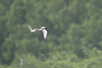 ハジロクロハラアジサシ 埼玉県 2021年5月29日(土)