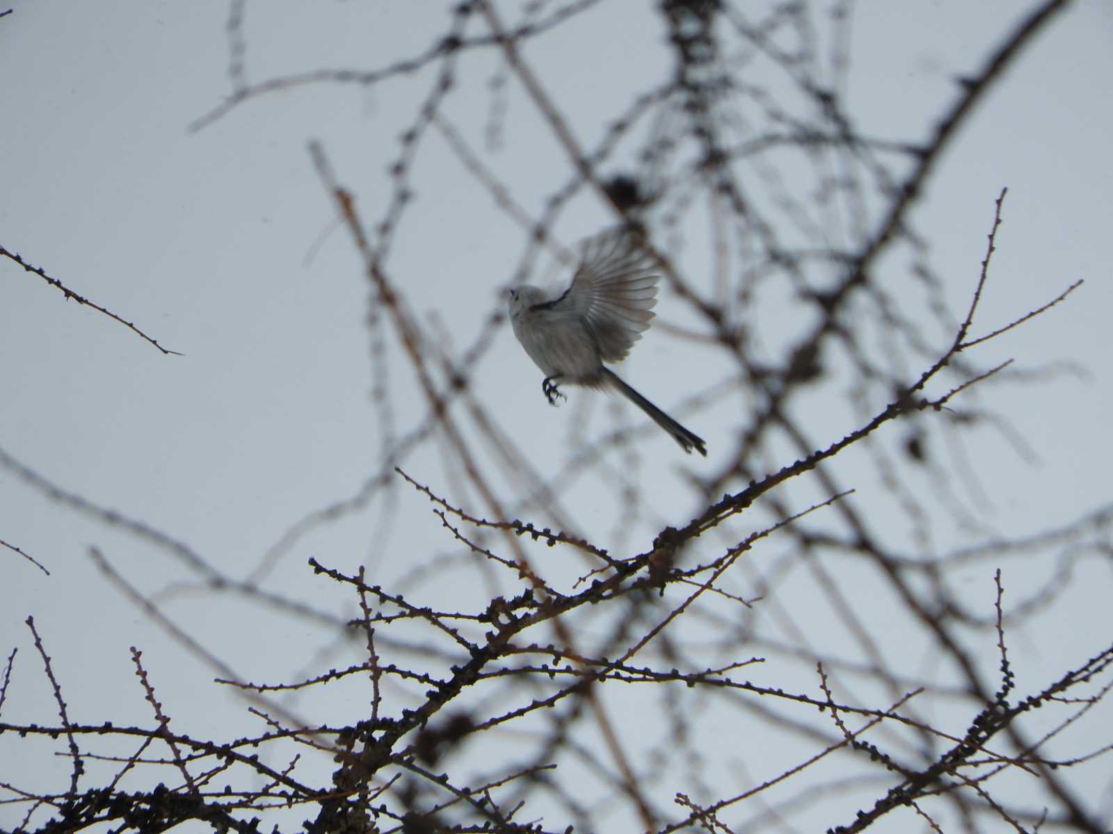 Long-tailed tit(japonicus)